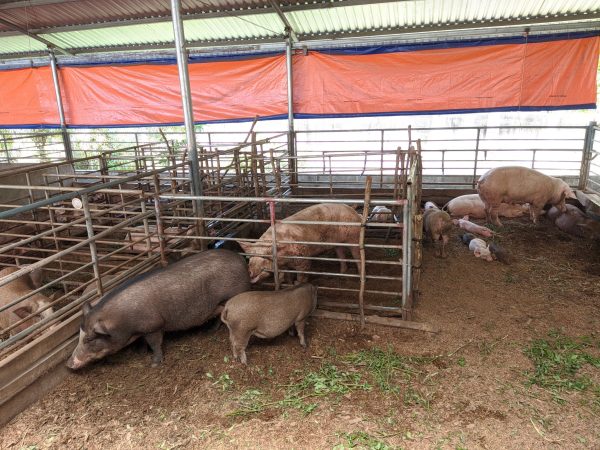 Thịt Heo - Hình ảnh 3